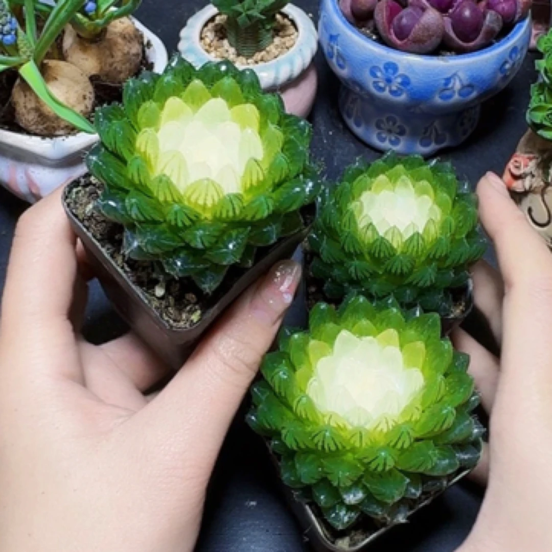 白莲花玉露  贵货多肉   一盆