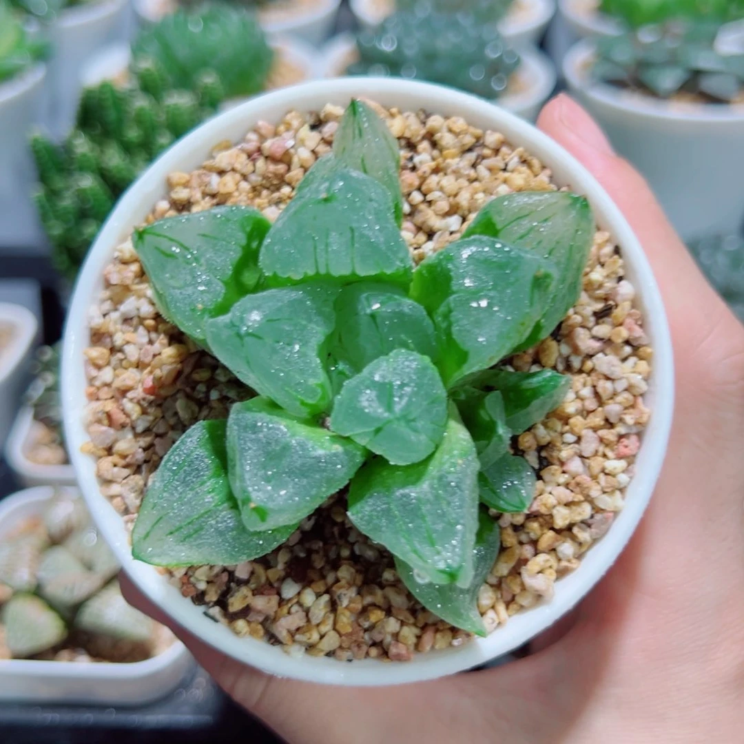 大号冰城寿，11.8，666