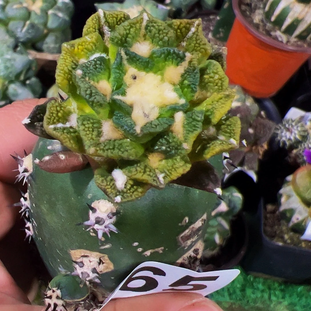 无花朵颗粒黑牡丹锦665