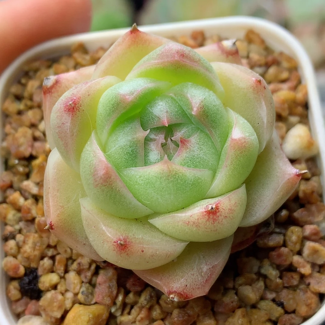 58包邮  群生不包整麦秆4