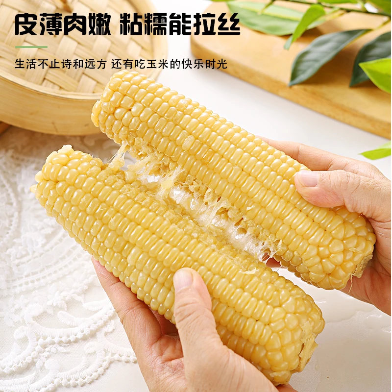 【25年头茬大棒7斤以上】白糯玉米东北软糯香甜（试吃两根）