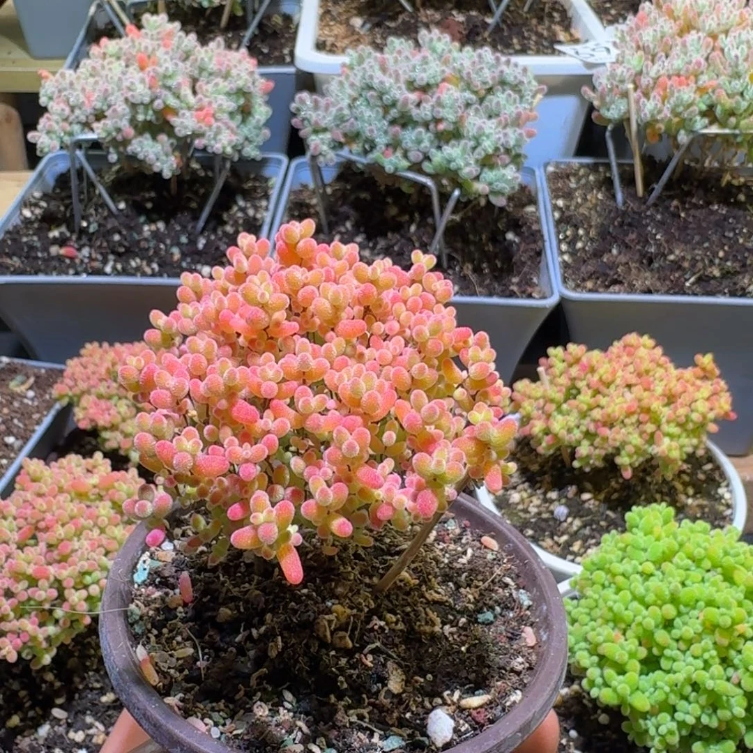 快***秋枝干番杏蜜橘糖球730