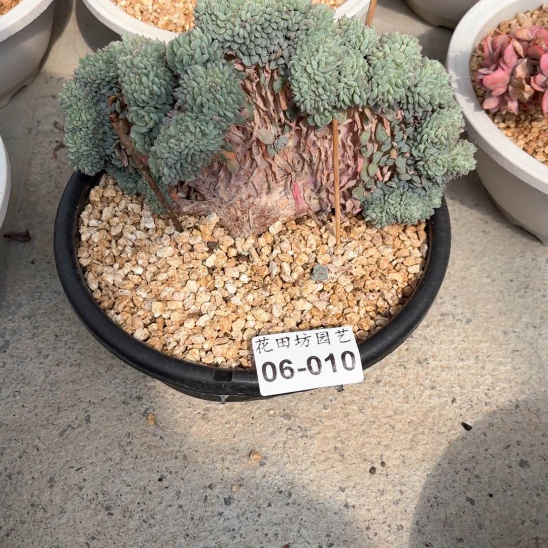 06.10白胖子缀化