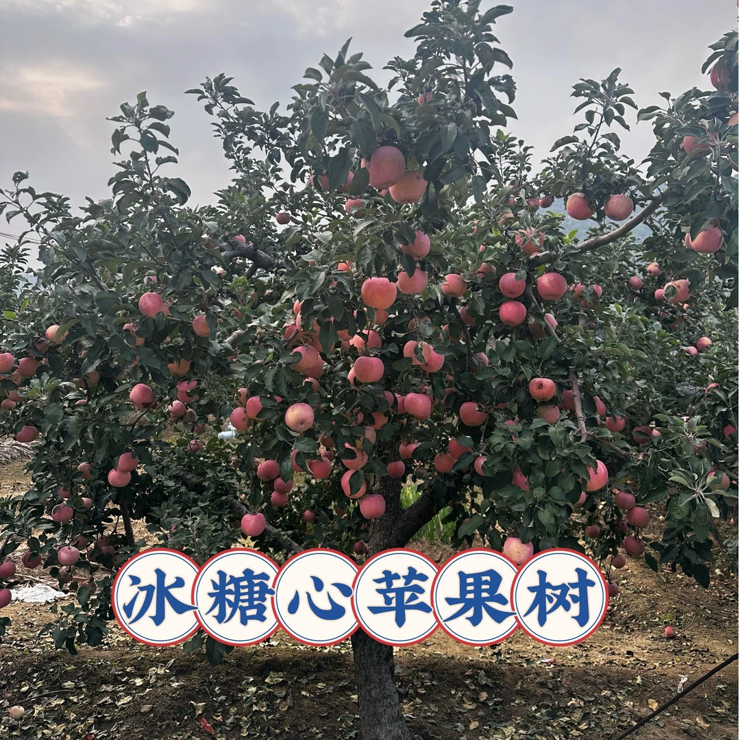 冰糖心苹果树现挖现发基地直销