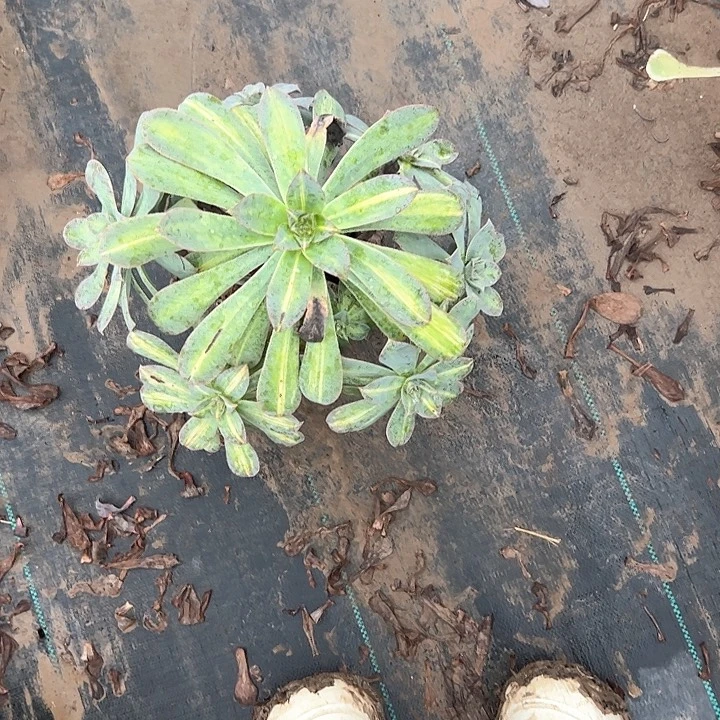 多肉植物一物一拍78