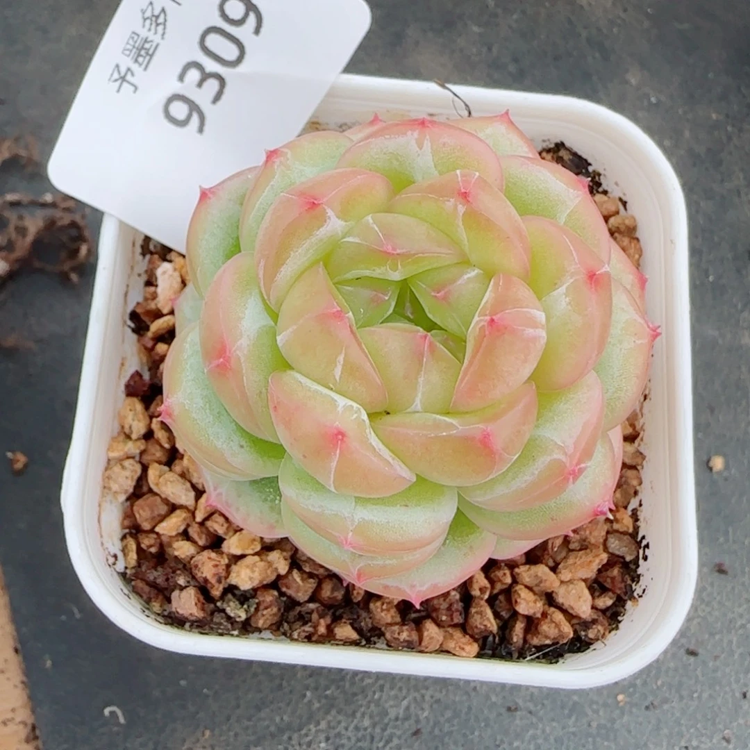 绿体财富密码，9309多肉植物