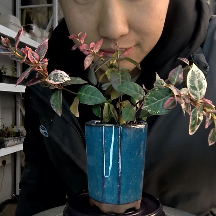 贾*儿小盆景小植物一物一拍88