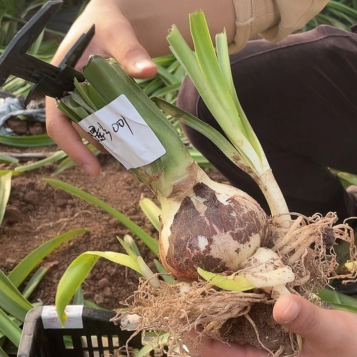 魅影重重直径8.4厘米4个大侧001