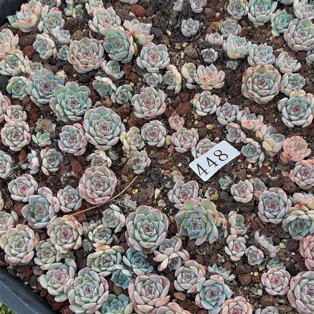 静**花多肉植物多肉植物448