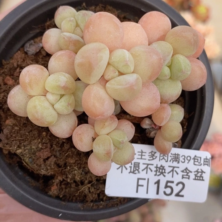 萤火虫6cm152多肉植物