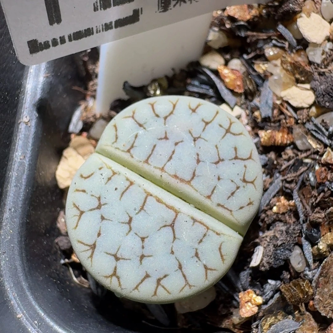 Zzzz生石花肉锥1203蓝荒