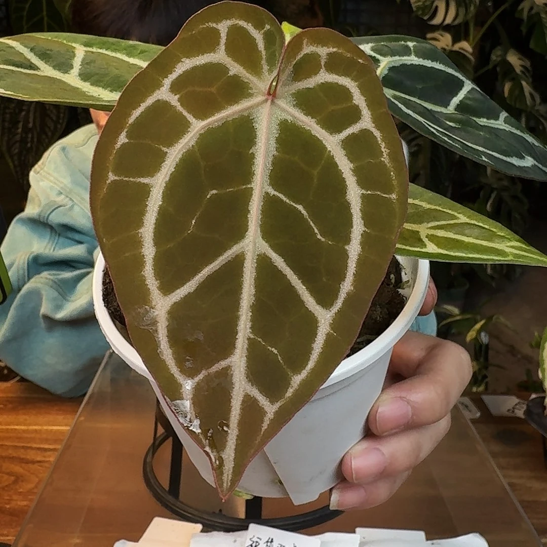完全开放D97撕裂红虎杂粉脉撕裂纹