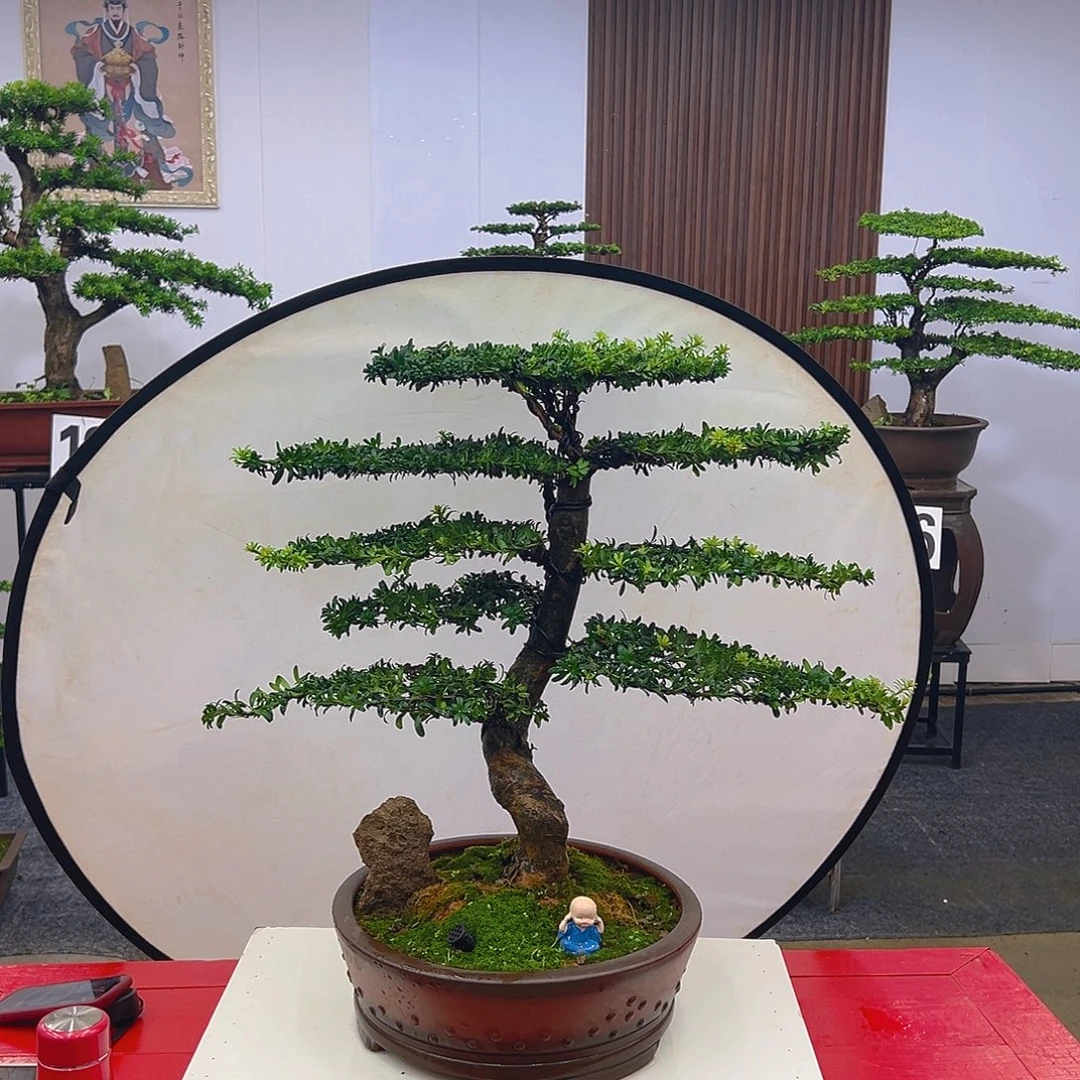 不开花植物红芽罗汉松老桩