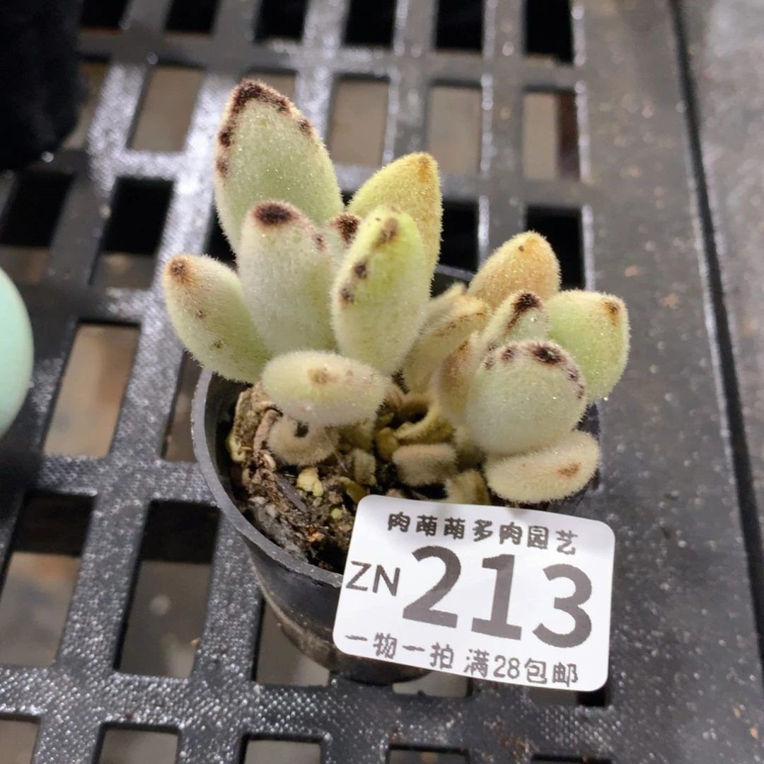 肉萌萌拇指盆精控多肉ZN213