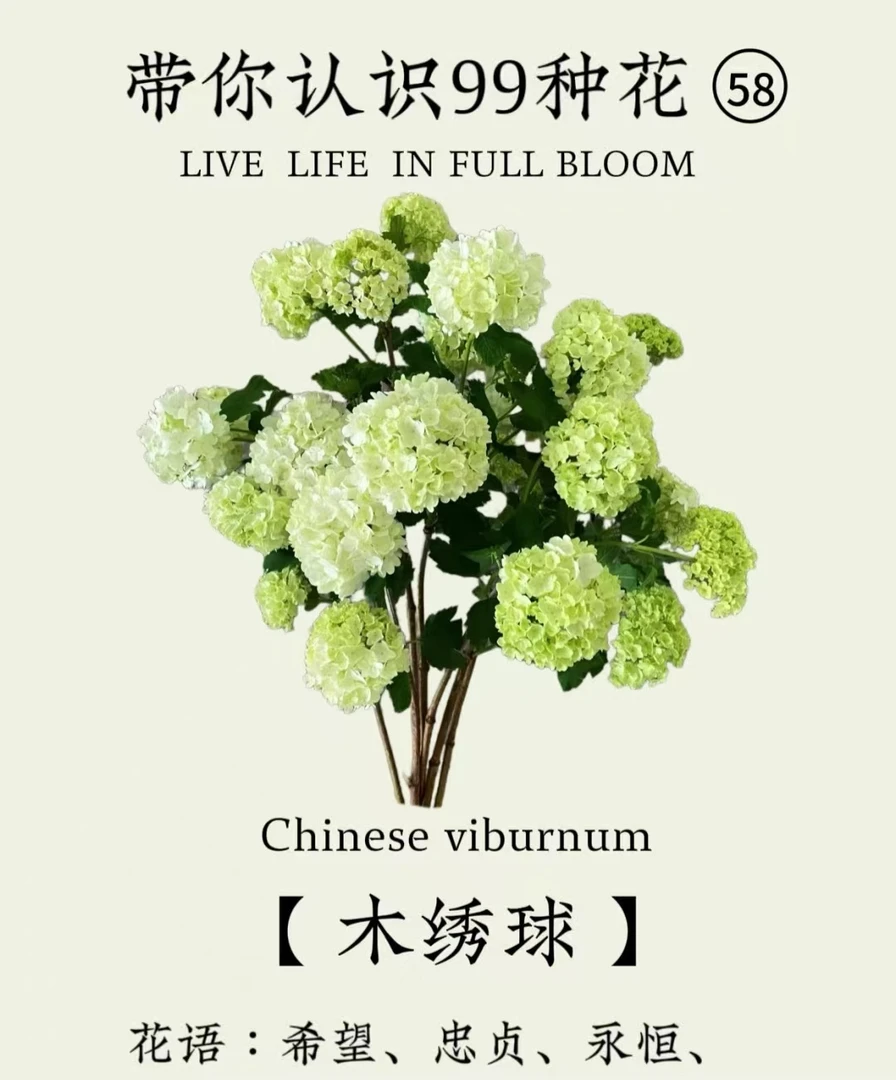 香草草莓木绣球大花庭院种植耐旱耐寒耐热开花爆满