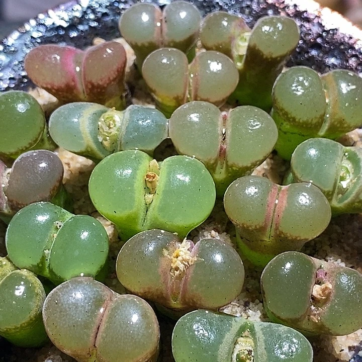 14514编号好风铃一组10颗