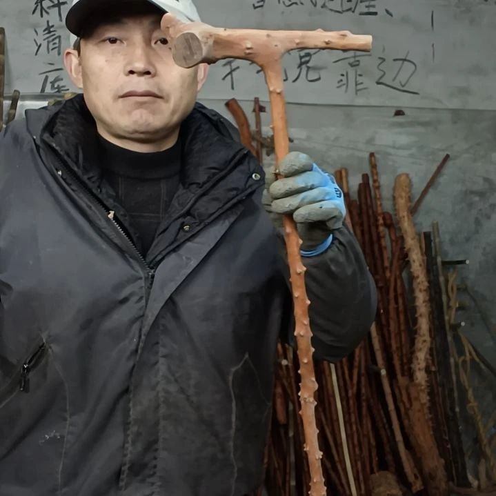 稳定木孤***龙贵州檬子木   铁马鞭   根艺  半成品