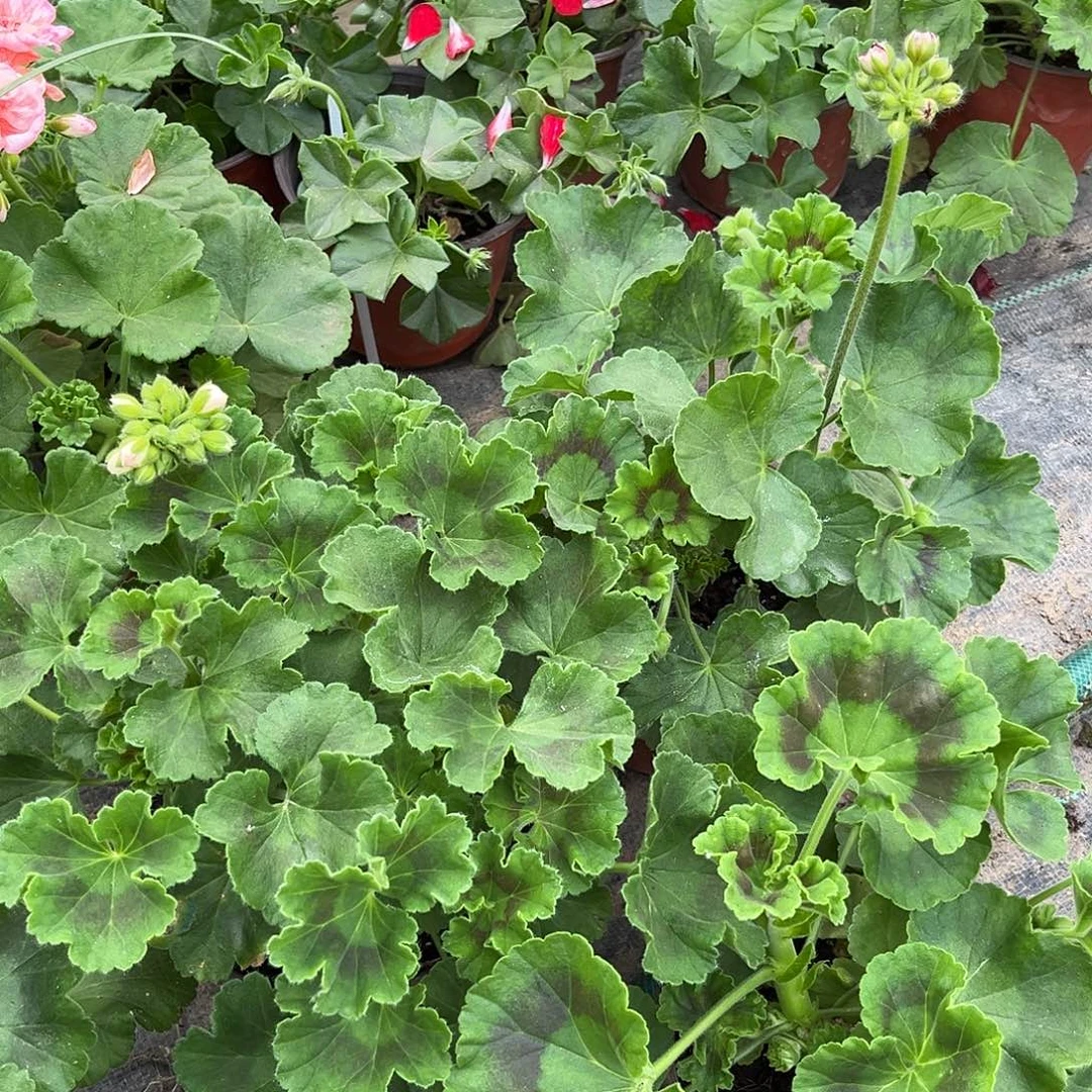 完全开放3颗，密斯巴黎，玛雅，游行