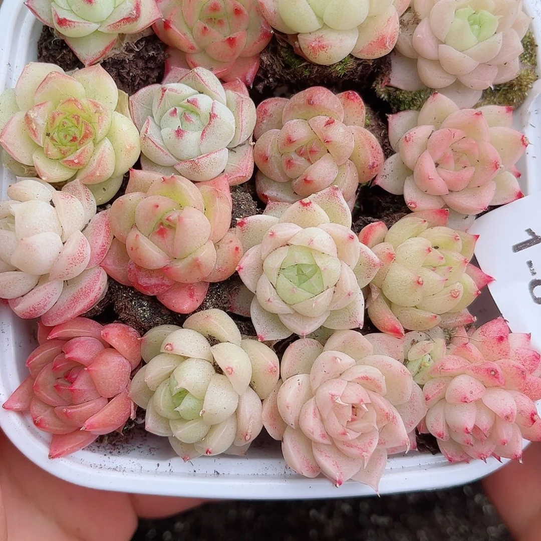 1-817 新疆西藏内蒙不发12.8包邮2-3公分多肉