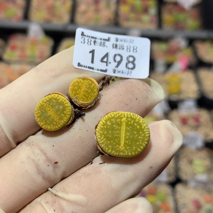 有****风Zzz精品生石花1498
