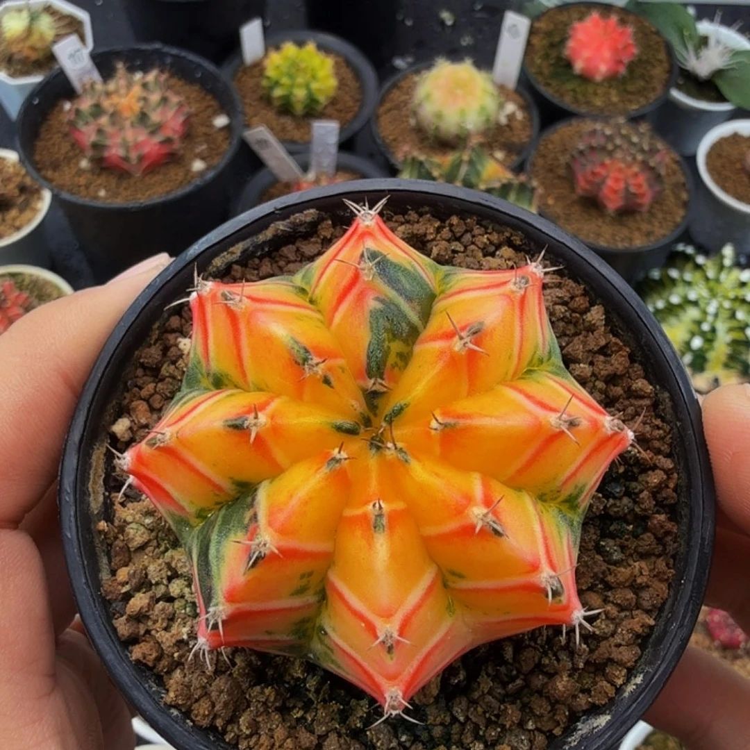 当前无花朵，栽培后可花朵