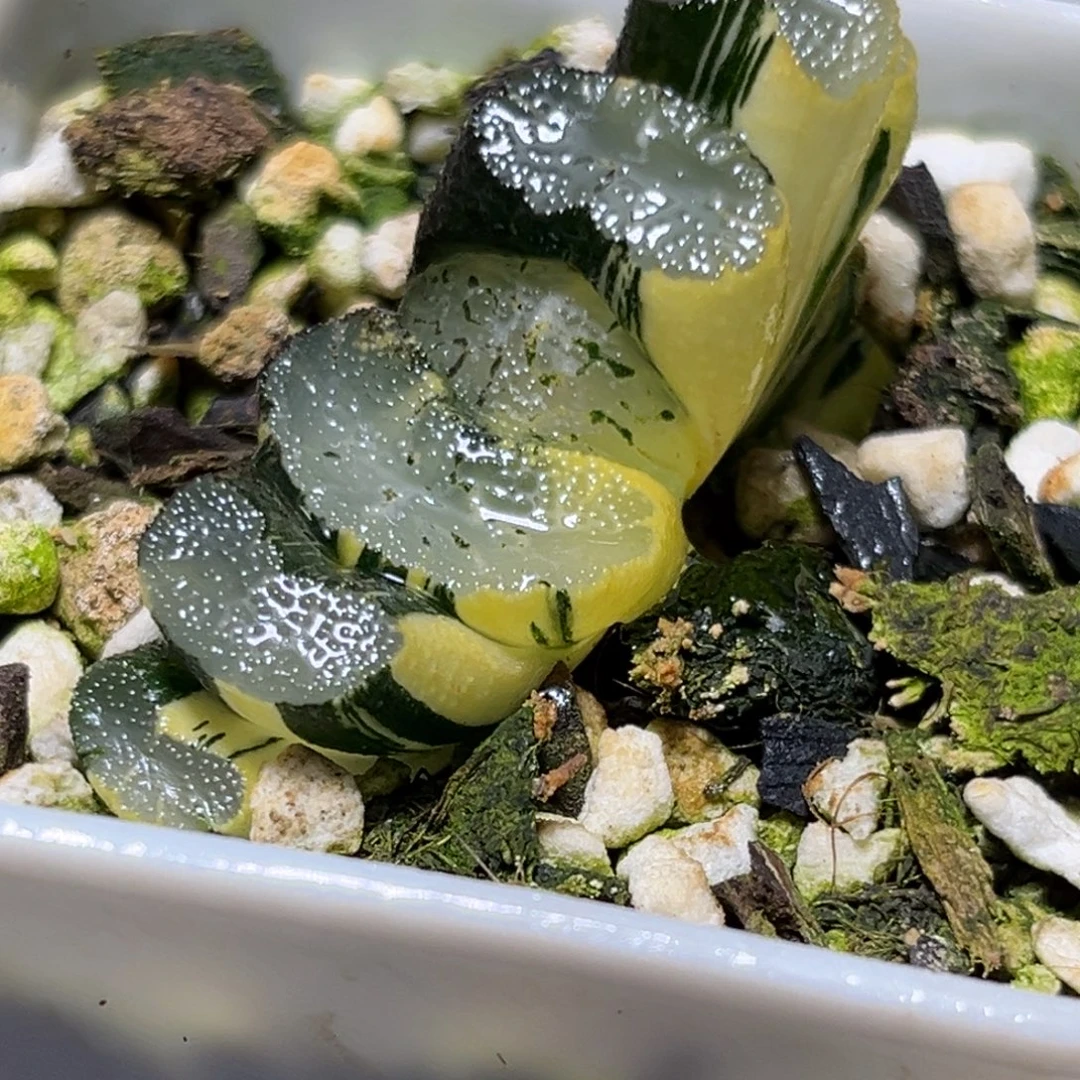 十二卷多肉植物82