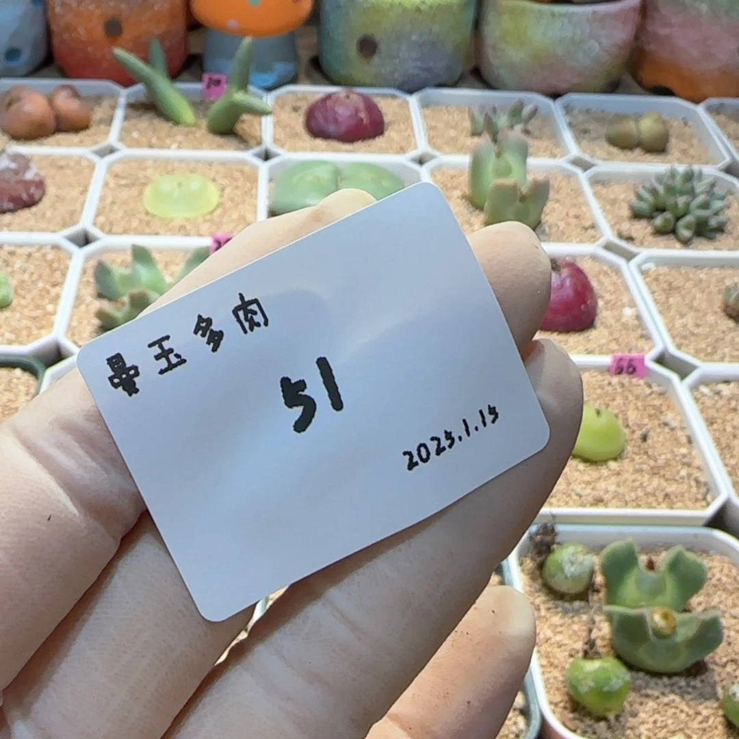 8****方多肉多肉多肉1.15-051颗粒土