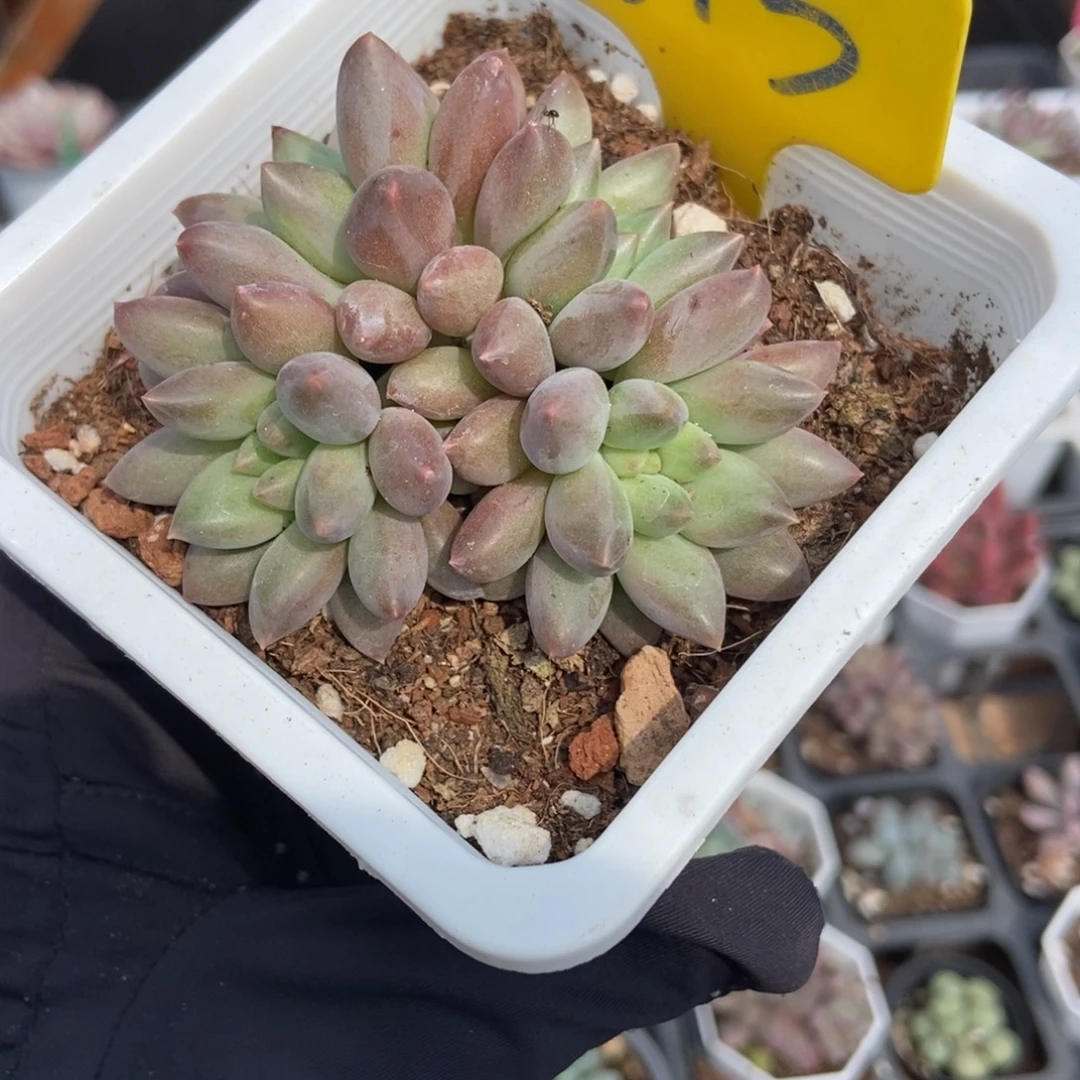 613车厘子多肉植物