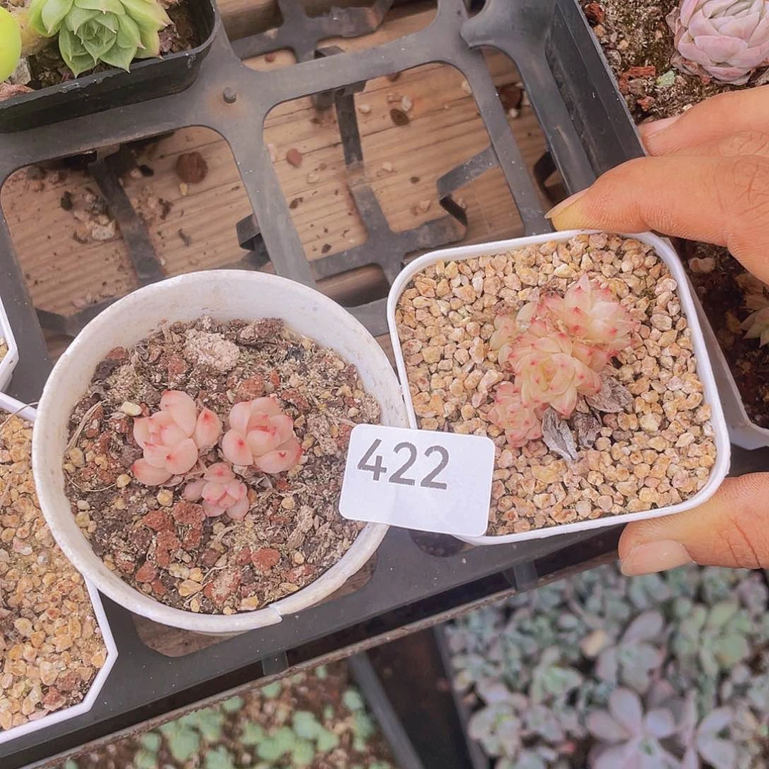 422。2 棵麦秆。