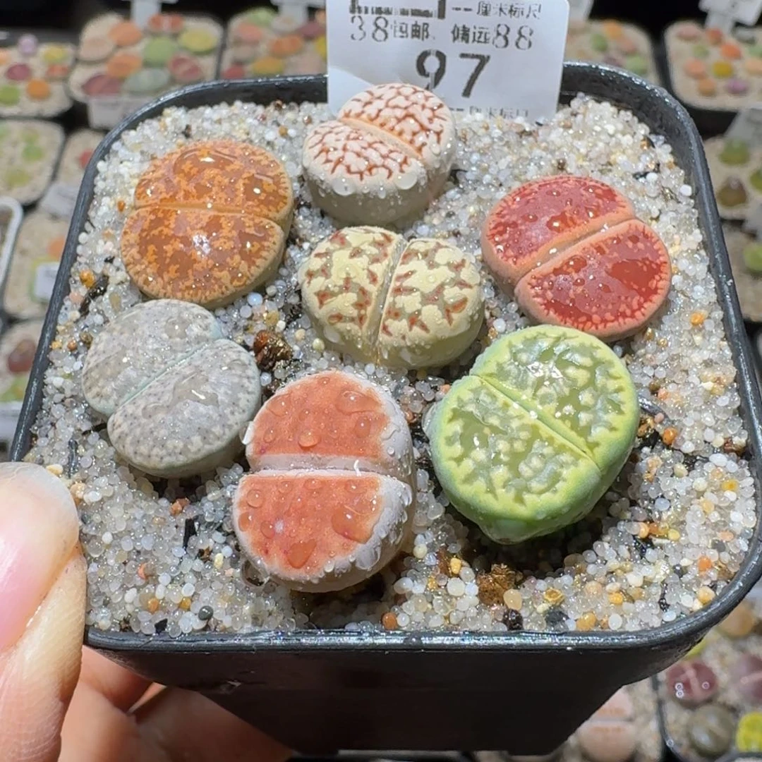 Sssss精品清仓价 97