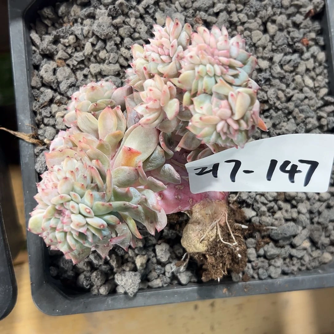 A**力217-147冰魄缀化多肉