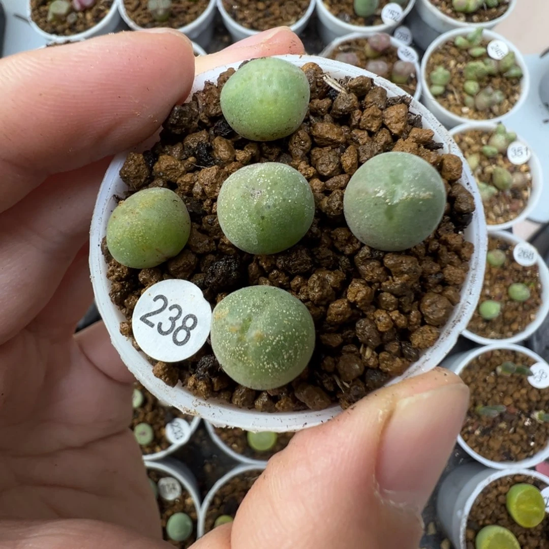 空蝉一颗脱土23800000