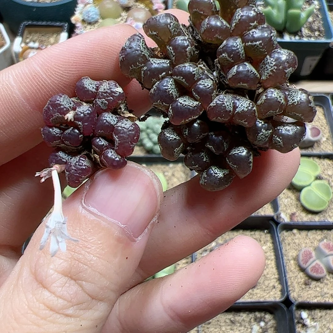 【闪购商品】扯***～5 一起