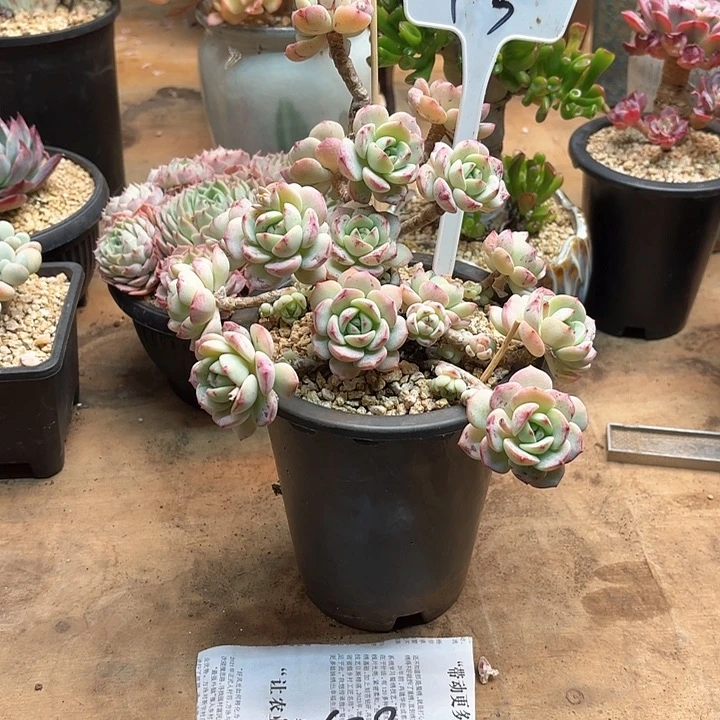 大**烟多肉植物，香草一颗