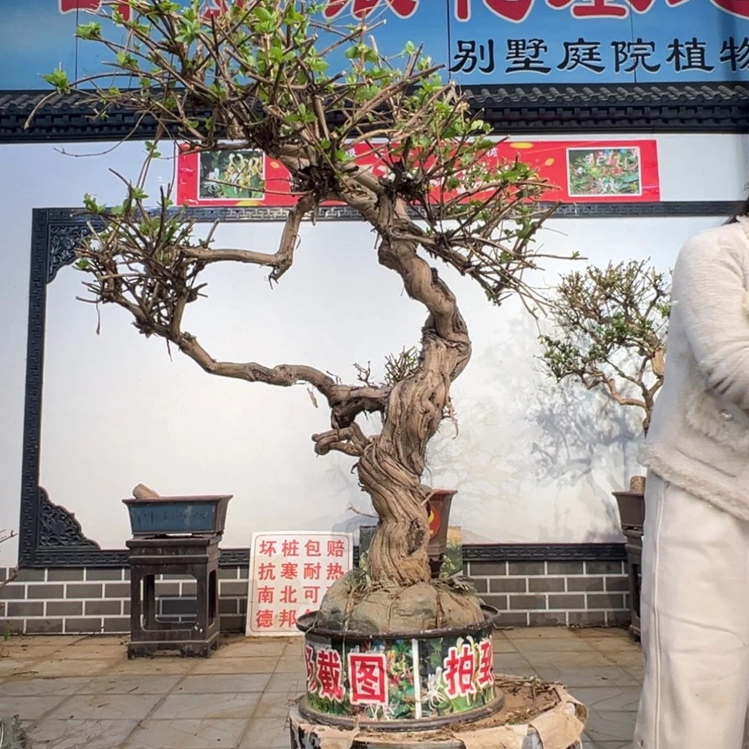 无花朵金银花8888