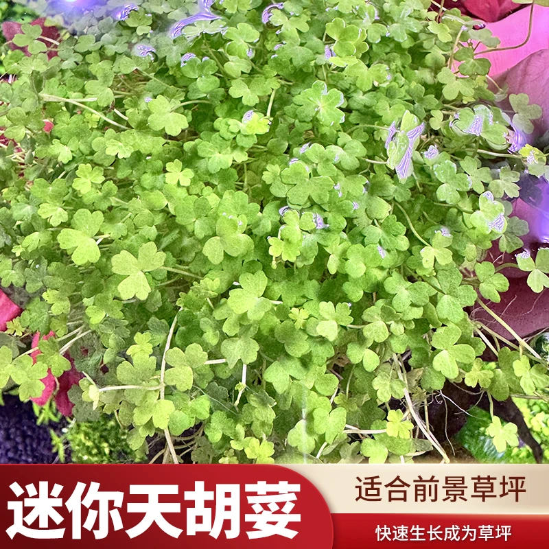 迷你天胡荽（前景草坪）前景阴性水草攀附生长底沙都可种植无碳可养
