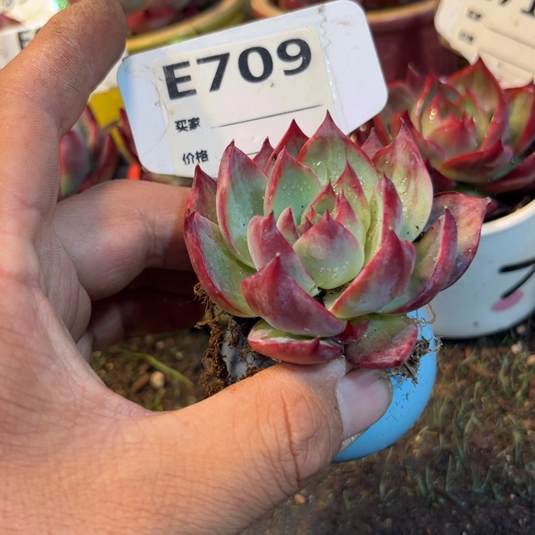 惊鸿一瞥709号多肉