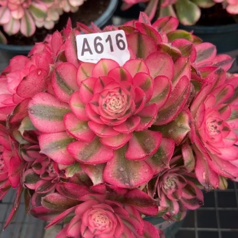 616荔枝20厘米左右