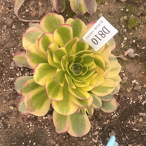 810水中月多肉法师