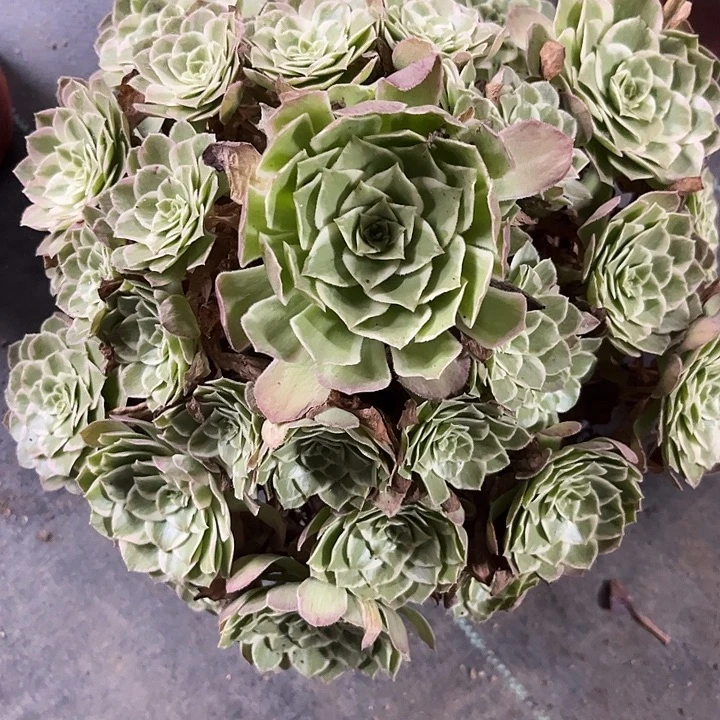 多肉植物万彩灯锦……