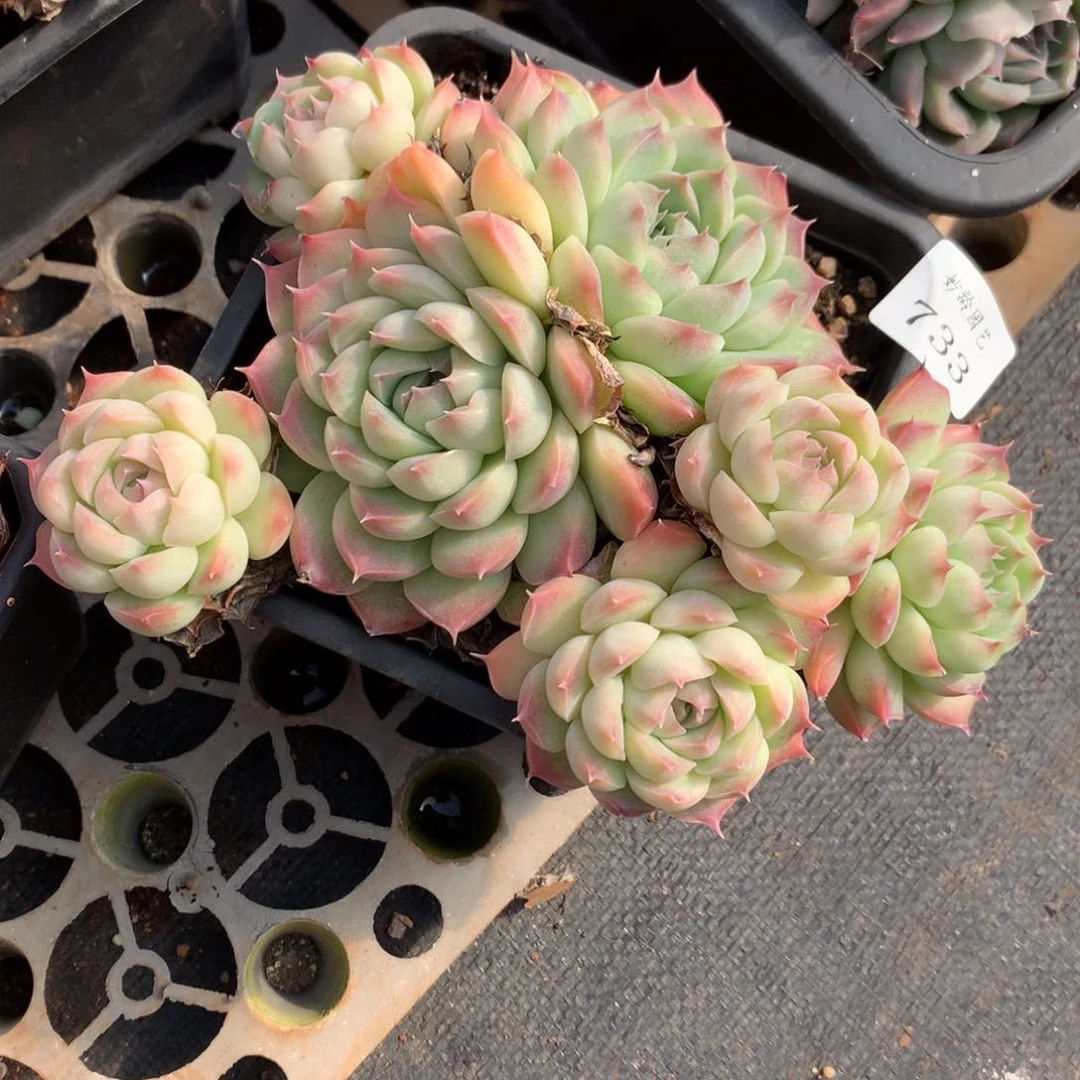 733新年快乐发发发