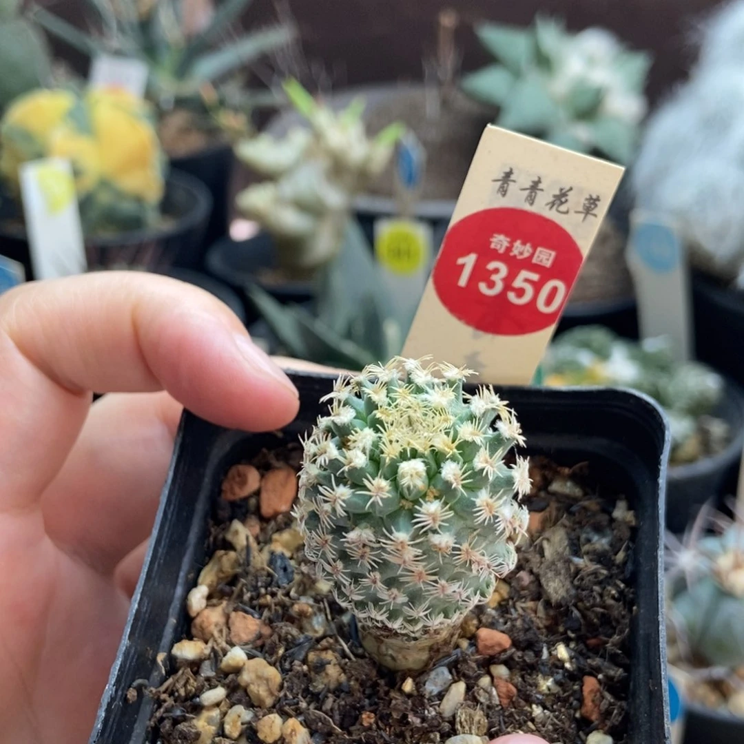 实生海胆娇丽有雀斑2.6 cm