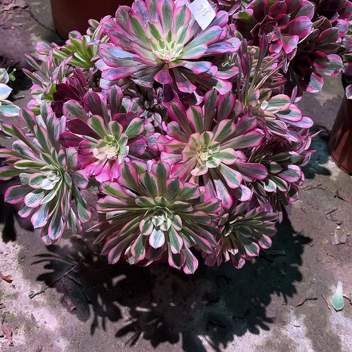 多肉植物红彤白00895有个断枝