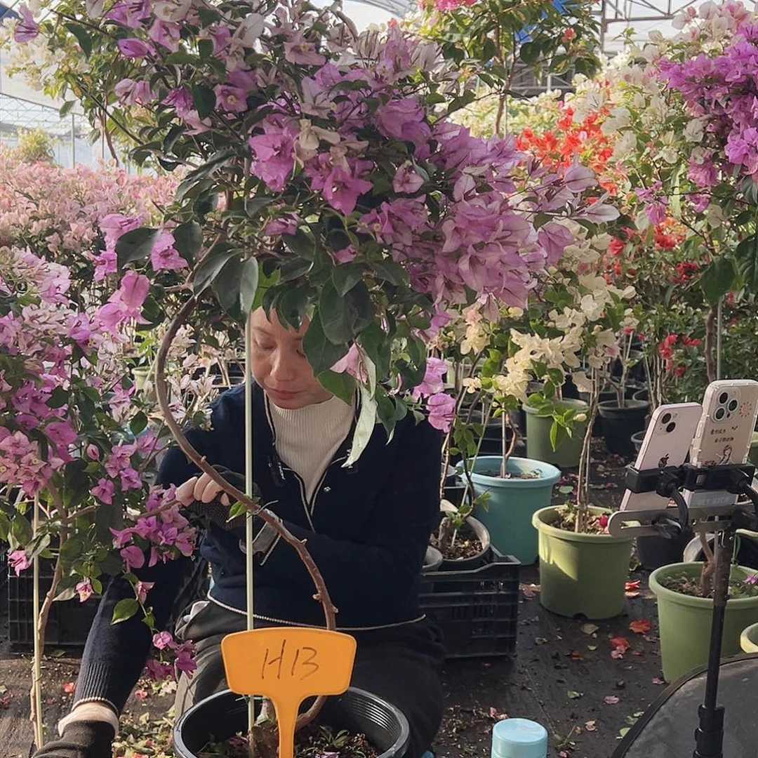 飞***燕大部分花苞少量开放H13雪紫