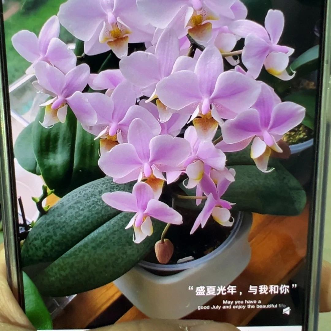 当前无花栽培后可以开花3个花剑槟榔西施