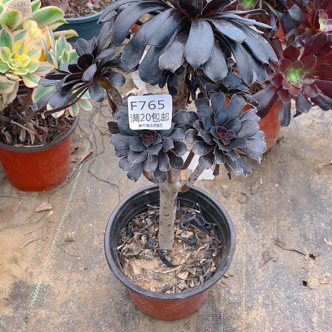 765墨法师多肉小损不包