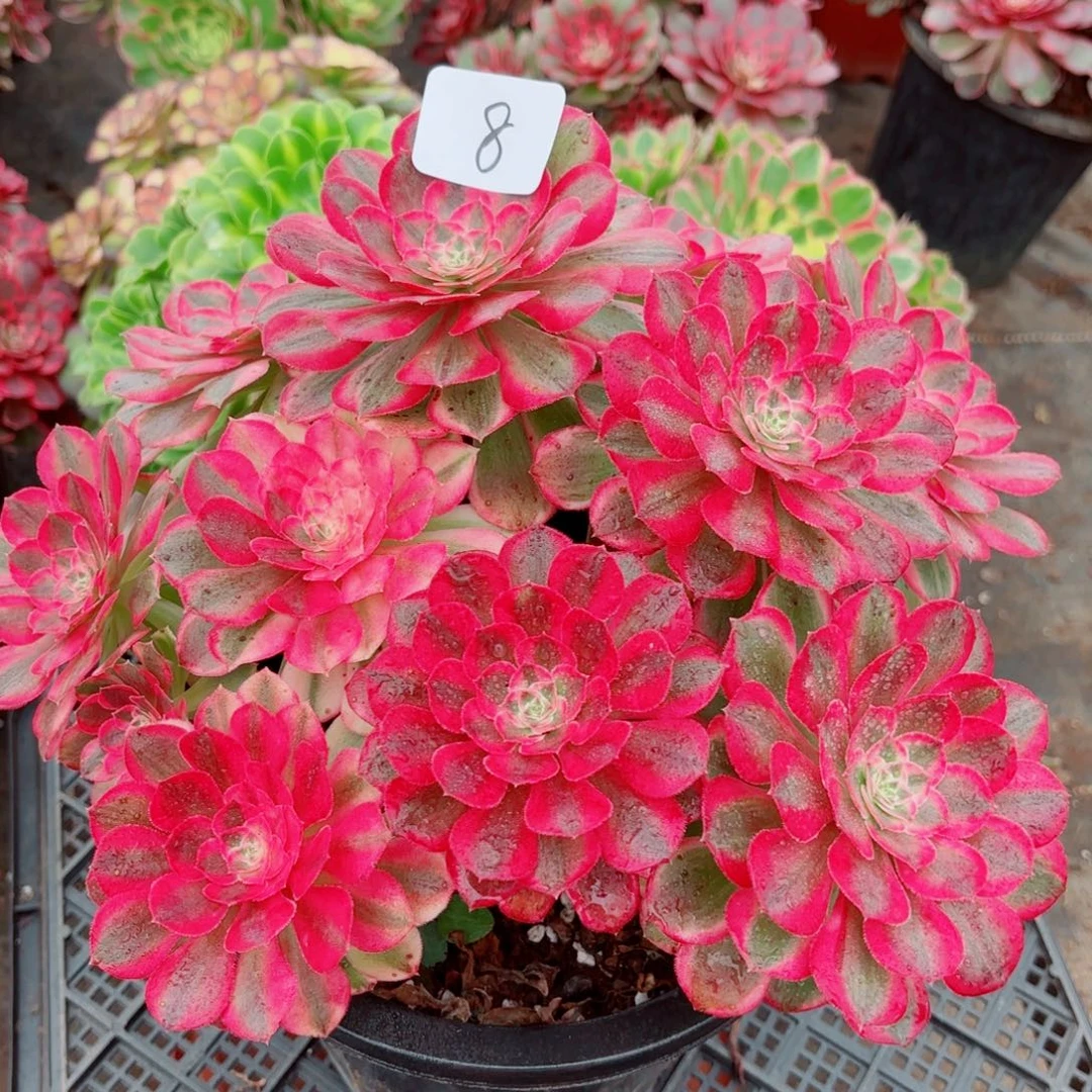 一物一拍多肉法师08