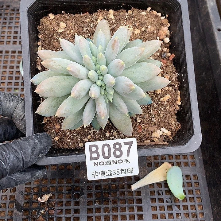 彩体哥特缀化 087 中秋节8折福利 需要延迟发货