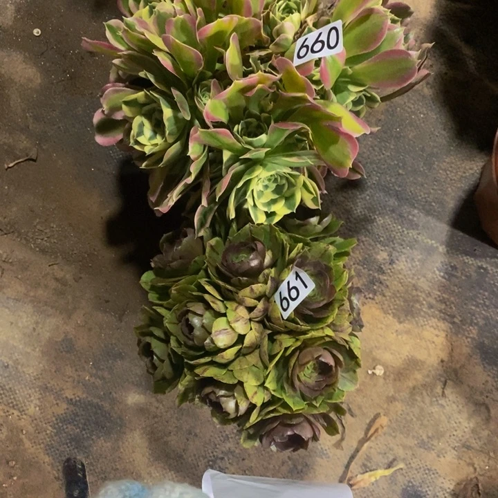 千****牵660 661 法师2颗的