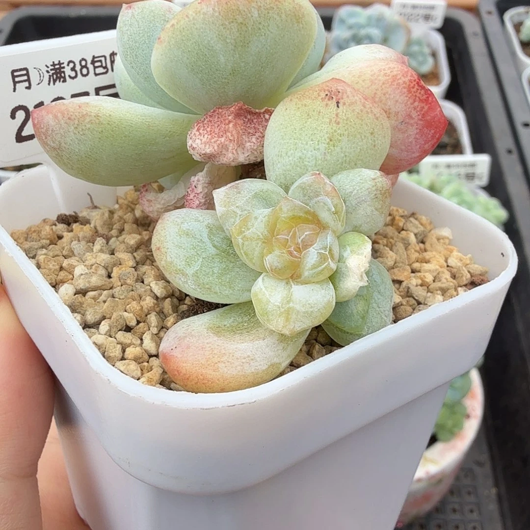 冰玉石化锦一棵 满38包邮